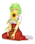  and between_legs blush breasts cleavage covering_face flower flower_pot footwear green_hair kazami_yuuka no_shoes plaid plaid_skirt plaid_vest plant potted_plant red_eyes short_hair simple_background sitting skirt skirt_set socks solo sunflower touhou wariza white_background white_legwear youkai 