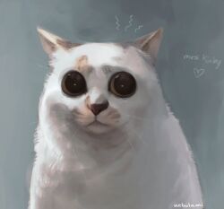  animal animal_focus cat character_name commentary english_commentary heart hello_street_cat mrs._kirby nebulami no_humans real_life signature simple_background solo upper_body whiskers wide-eyed 