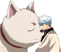  1boy animal black_shirt blue_hair closed_eyes closed_mouth collar dog from_side gintama hair_between_eyes heads_together high_collar japanese_clothes kimono long_sleeves male_focus messy_hair oversized_animal profile red_collar sadaharu sakata_gintoki shirt short_hair smile upper_body white_background white_kimono yubi_nui21 