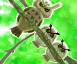  bird black_sclera branch claws cosmo_(465lilia) from_below green_background hoothoot looking_at_viewer no_humans noctowl owl pokemon pokemon_(creature) pokemon_(game) pokemon_gsc realistic red_eyes 