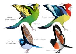  bird black_feathers blue_feathers blue_tail blue_wings budgerigar_(bird) butterfly_wings eastern_rosella feathered_wings feathers from_side full_body green_feathers harpy highres insect_wings jejejunum monster_girl multicolored_wings nethermare orange_feathers original red_feathers reference_sheet scarlet_robin simple_background superb_fairywren white_background white_feathers white_wings wings yellow_feathers 