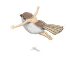  ao_usagi back bare_shoulders barefoot bird chimera eurasian_tree_sparrow flying from_above harpy no_humans original outstretched_arms role_reversal shadow simple_background solo sparrow spread_arms what white_background 