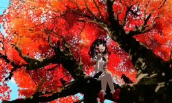 1girl bird black_hair black_skirt camera crossed_legs crow geta hand_up highres holding holding_camera leaf looking_at_viewer maple_leaf medium_hair open_mouth palm_tree red_background red_eyes scenery shameimaru_aya shirt short_sleeves sitting_on_branch skirt solo tengu-geta touhou tree ushitsuchi wide_shot 