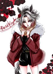  alternate_costume animal_ears black_shirt black_shorts brown_scarf commentary_request flower fur-trimmed_jacket fur_trim gradient_hair grey_hair highres horse_ears horse_girl jacket long_sleeves looking_at_viewer multicolored_hair parted_lips red_hair red_jacket rose rose_kingdom_(umamusume) scarf shirt short_hair shorts siro1822403 two-tone_hair umamusume 