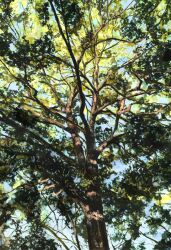  absurdres branch dappled_sunlight day highres narihayao nature no_humans original painting_(medium) plant plant_focus realistic scenery sky sunlight traditional_media tree 