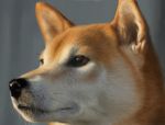  close-up dog face grey_background lowres portrait realistic shiba shiba_inu simple_background solo 