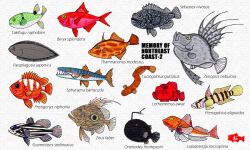 alfonsino_(fish) anglerfish animal animal_focus barracuda black_scraper commentary_request dory_(fish) filefish fish goby_(fish) goldenstriped_soapfish grass_puffer great_barracuda green_pupils gurnard john_dory mirror_dory no_humans open_mouth original pisces-221 puffer_fish pufferfish rockfish scientific_name sharp_teeth splendid_alfonsino teeth tonguefish yellow_eyes 
