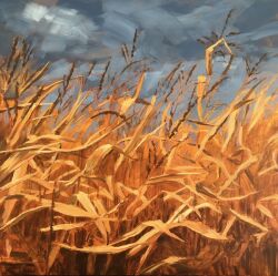  clouds cloudy_sky corn_field evening jimmusilpainter nature no_humans original outdoors plant plant_focus sky 