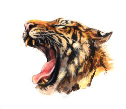  animal_focus closed_eyes from_side highres kenket no_humans open_mouth original portrait realistic simple_background solo tiger white_background 