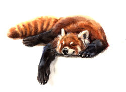  absurdres animal_focus brown_fur claws closed_eyes highres kenket no_humans original realistic red_panda simple_background sleeping solo tail white_background 