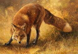  animal_focus artist_name brown_eyes brown_fur brown_theme commentary deviantart_username english_commentary fox grass kenket no_humans original realistic solo tail web_address 