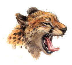  animal_focus cheetah closed_eyes from_side highres kenket no_humans open_mouth original portrait realistic simple_background solo tongue tongue_out white_background yawning 