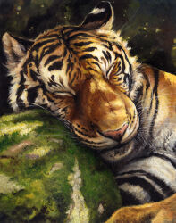  animal_focus closed_eyes day kenket no_humans original outdoors realistic rock sleeping solo tiger upper_body 