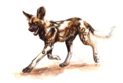  absurdres african_wild_dog animal_focus brown_eyes brown_fur highres kenket no_humans open_mouth original realistic simple_background solo tail two-tone_fur white_background white_fur 