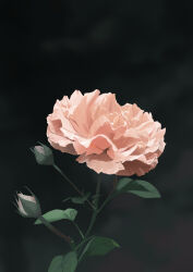  absurdres blurry blurry_background commentary_request flower highres lupinu5 making-of_available no_humans one-hour_drawing_challenge original photo-referenced pink_flower 