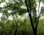  bamboo_forest forest green leaf monochrome nature no_humans no_lineart original scenery silhouette sofy tree 