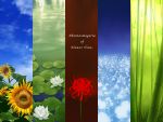  bamboo_forest column_lineup flower forest higanbana lily_pad nature no_humans phantasmagoria_of_flower_view plus-kitsch sky spider_lily sunflower touhou water 