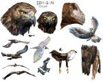  animal bird drawings eagle orushibu 