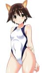  animal_ears arms_behind_back blush brown_eyes brown_hair competition_swimsuit highleg highleg_swimsuit kyougoku_shin looking_at_viewer miyafuji_yoshika one-piece_swimsuit open_mouth short_hair solo strike_witches swimsuit 