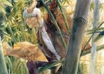  bamboo bamboo_forest chernotrav coat forest ginko hair_over_one_eye male mushishi nature short_hair solo white_hair 