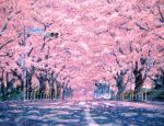  artist_request cherry_blossoms fence motor_vehicle no_humans original petals sign tree vehicle 