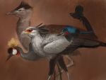  bird black_crowned_crane kori_bustard lilac-breasted_roller long-tailed_widowbird nablange no_humans original profile secretary_bird 
