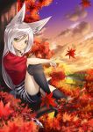  animal_ears autumn_leaves black_legwear cloud clouds fox_ears fox_tail kyon_(fuuran) leaf looking_at_viewer monster_girl original short_shorts shorts silver_hair sitting sky smile solo striped tail thigh-highs thighhighs tree yellow_eyes yukimi_dango 