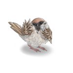 bird camera commentary_request eurasian_tree_sparrow lowres md5_mismatch no_humans original parody pun revision shadow simple_background solo sparrow white_background 