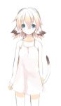  1girl animal_ears copyright_request flat_chest looking_at_viewer majima_yuki short_hair simple_background tail white_background 