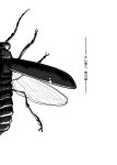  bug highres madara_inosuke monochrome translation_request 